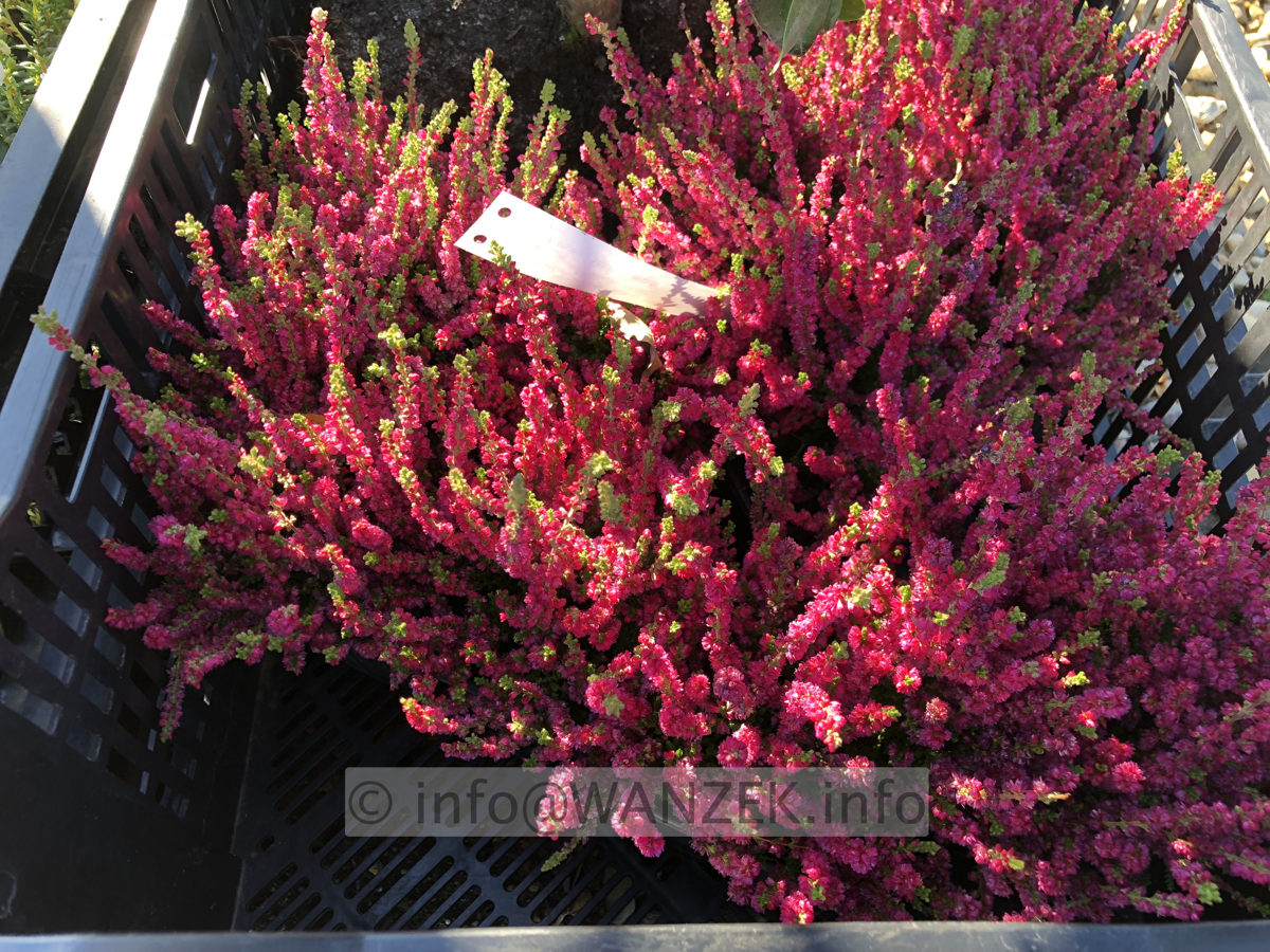 Calluna vulgaris Dark Star 01.JPG